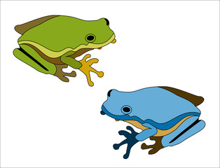 Cartoon big green frog on white background