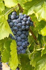 grappe de raisin noir