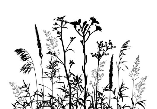 Wild herbs and flowers silhouettes isolated on white.
