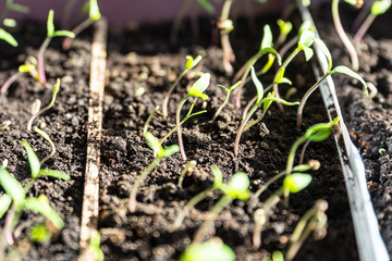 Sprouted sprouts from the soil stretch to the light. Selective focus