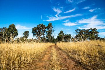 Obraz premium Dirtroad through the dry bush with high yellow grass in the Grampians with blue sky, Victoria, Australia