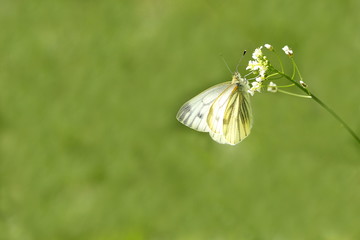 weißer Falter Weißling auf weißer Blüte vor grünem Hintergrund