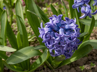 Blooming purple Hyacinthus, close up for background use, spring flowers