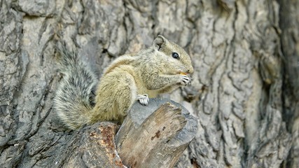 Streifenhörnchen, Eichhörnchen 