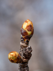 Macro of flower buds on pear tree brunch at spring ready to bloom