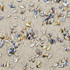 beautiful shells at the sandy beach