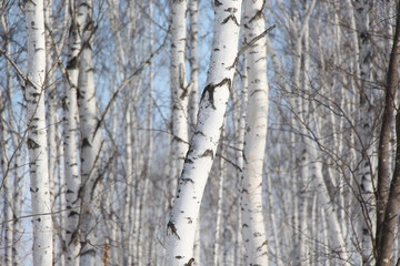 Obraz premium forest, birch grove, tree, background, close-up, nature, white, landscape, season, outdoors, trees, park, tree trunk, garden, winter, spring, natural, birch, cold, environment, spring forest , scenery