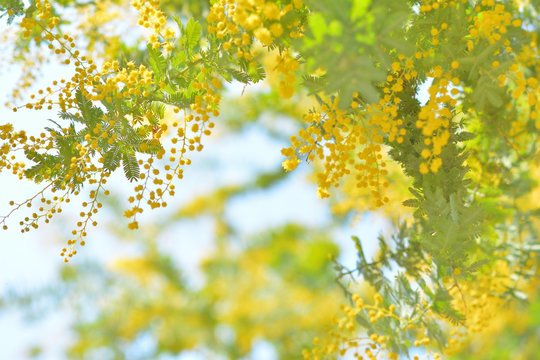 Fototapeta ミモザの花      