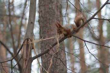 Fototapeta na wymiar Squirrel in a winter park collects a heater for its nest. Animals