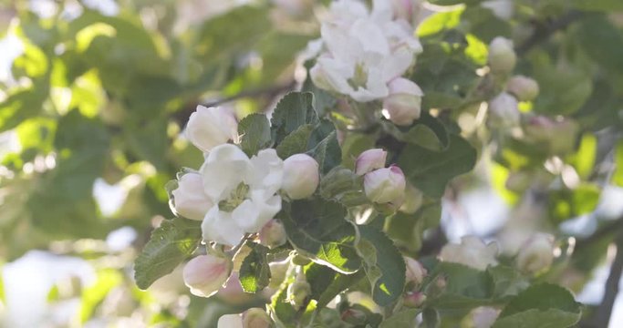 Slow motion blossoming apple tree in a garden