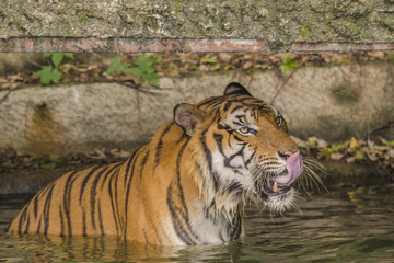 tigers' activities on a hot day