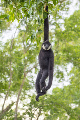 gibbon hanging on the tree