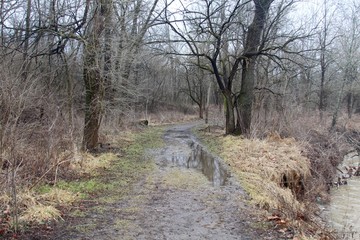 The puddles and the muddy trail of the forest. 