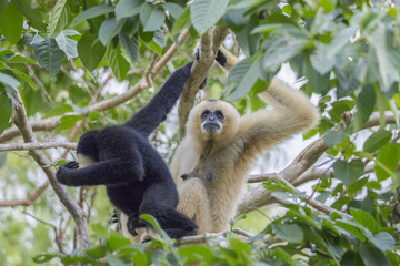 gibbon hanging on the tree