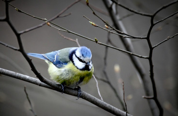 Blue Tit