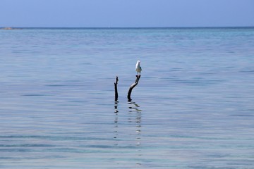 The Sitted Seagull