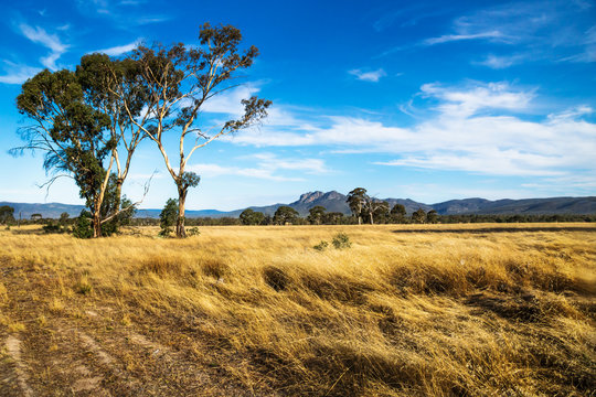 Golden grassland landscape in the bush with large tree with Grampians mountains in the background, Victoria, Australia