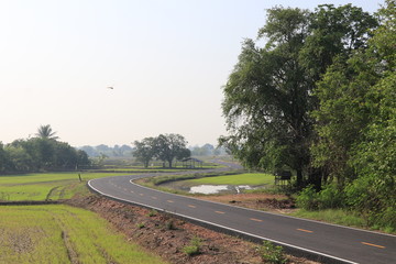 The view of route through the rice field