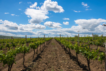 Fototapeta na wymiar sky view from the vineyard