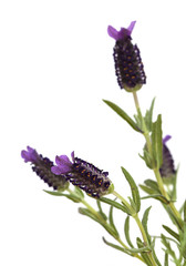 Lavandula stoechas, the Spanish lavender