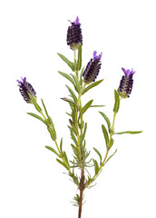 Naklejka premium Lavandula stoechas, the Spanish lavender