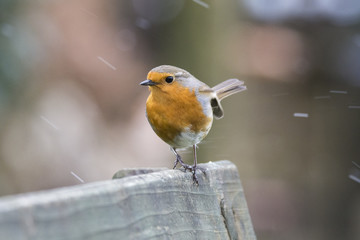 European Robin in winter with snow and wind, Cornwall, UK