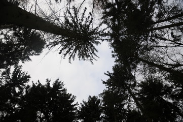 Impression of a winter forest with snow and pine trees