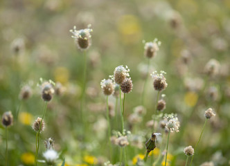 flora of Gran Canaria - Plantago lagopus