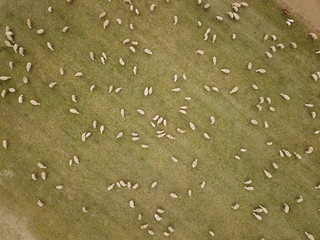 pecore che pascolano su prato viste dall'alto