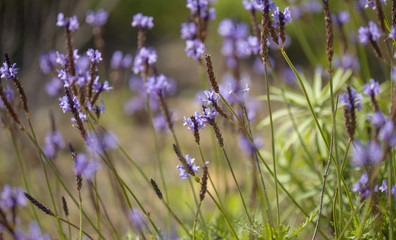 flora of Gran Canaria - flowering canarian Lavender