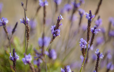 flora of Gran Canaria - flowering canarian Lavender
