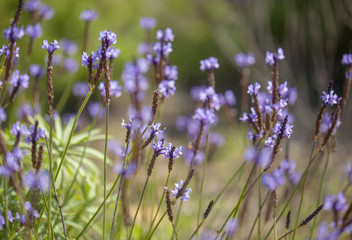flora of Gran Canaria - flowering canarian Lavender