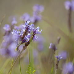 flora of Gran Canaria - flowering canarian Lavender