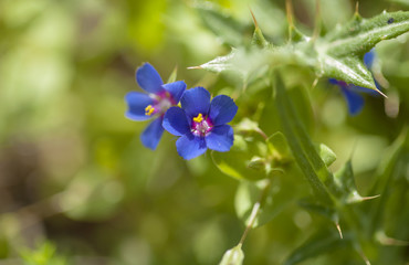 flora of Gran Canaria -  blue pimpernel