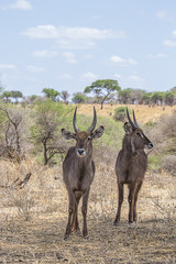 Waterbucks Tanzania 4327