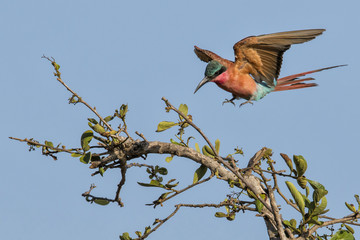 outhern Carmine bee-eater landing on a tree in Krugerpark in South Africa