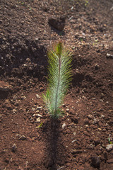 reforestation on Gran Canaria