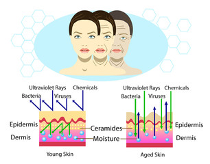 Effect of environment on the skin, three types of face, vector illustration and diagram for cosmetological illustration