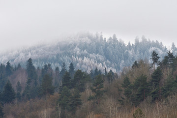 snow-capped forests in spring