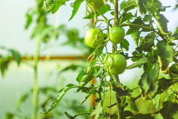 green tomatoes on the bushes