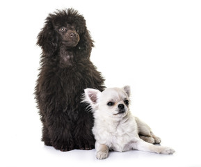 puppy brown poodle and chihuahua