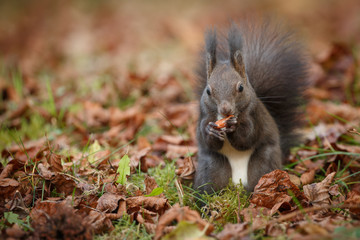 Naklejka na ściany i meble Autumn squirrel foraging for nuts