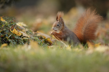 Naklejka na ściany i meble Autumn Squirrel with a nut