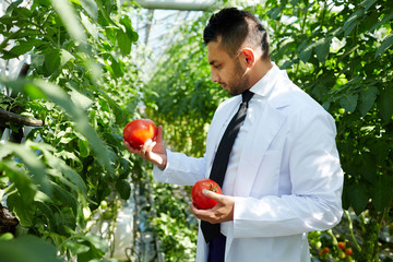 Young hothouse staff in uniform holding ripe tomatoes and learning their characteristics