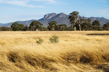 Dry yellow grassland landscape in the bush with Grampians mountains in the background, Victoria,...