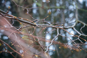 Close up of branches