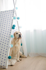 Soft focus and soft color labrador dog and wigwam © oliboa