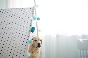 Soft focus and soft color labrador dog and wigwam © oliboa