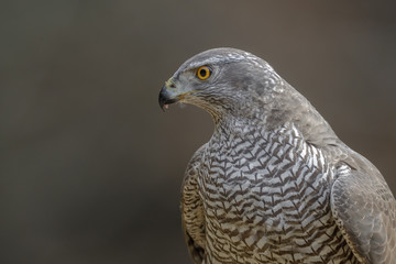 Wild female goshawk close-up