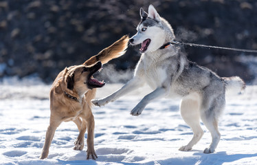 Husky plays with another dog in the snow against the sun